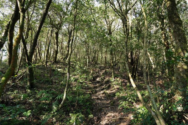 新北 烏來 美鹿山、高腰山、拔刀爾山、小巫山2703498