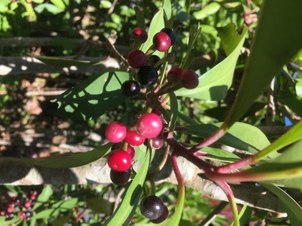 梅花撲鼻香2686618