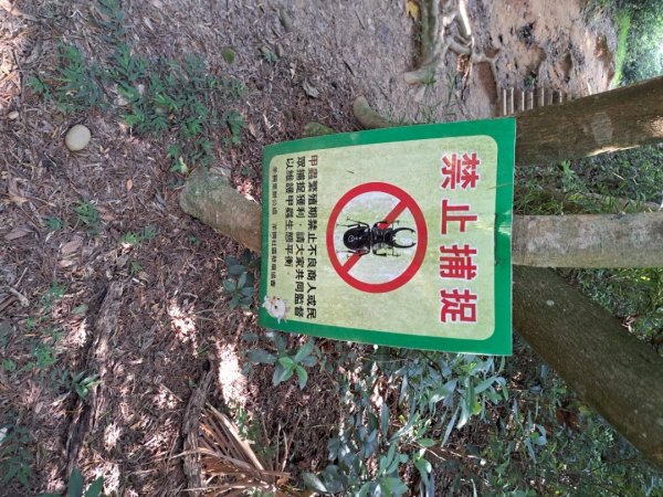 桃園羊稠森林，虎頭山，福山巖，石門山步道3128060
