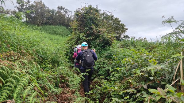 笠頂山單攻西大武山(西北峰) 九星連珠搏命演出歷險記 2025年3月20日2739001