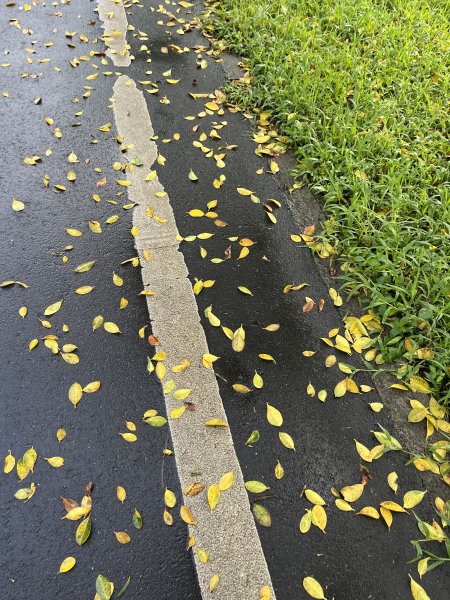 [全臺走路趣尋寶-22/100] 2024_0618 景美河濱公園2530318