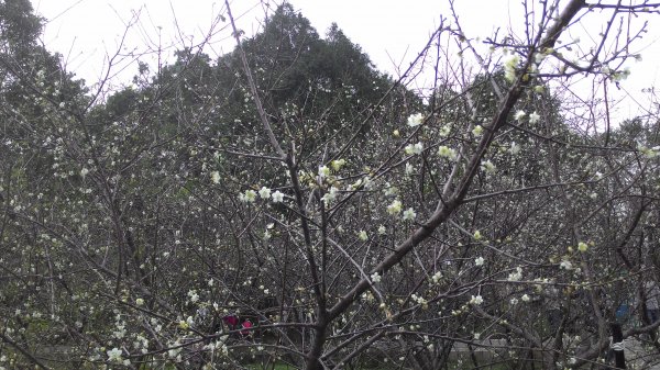 角板山行館梅花季201601101961477