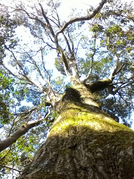 20160229新竹關西蓮苞山,外鳥嘴山31370