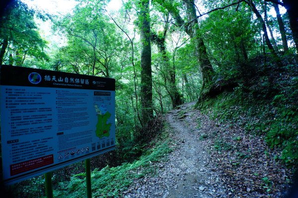 桃園 復興 達觀山、拉拉山3101829