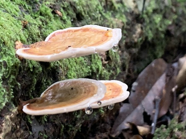 20251010高雄尾寮山-西北峰2913656