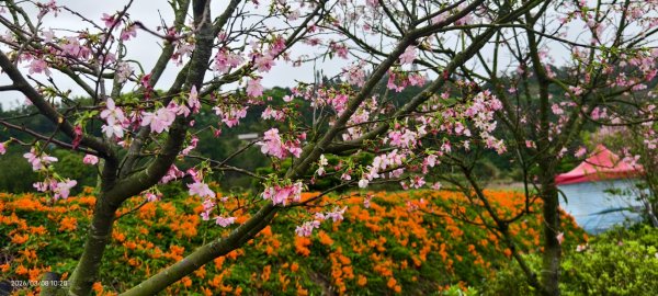 #中山樓 #陽明公園 #十八份 #吉野櫻 #墨染櫻（花葉同開） #山海觀馬場 #黃花風鈴木3011411