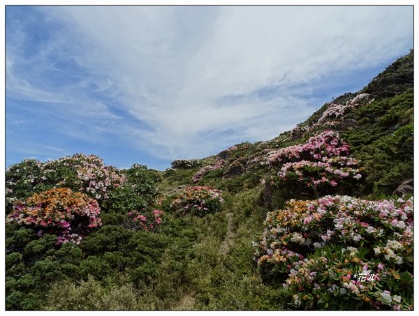 哈哈山~石門北峰/杜鵑花開1372526