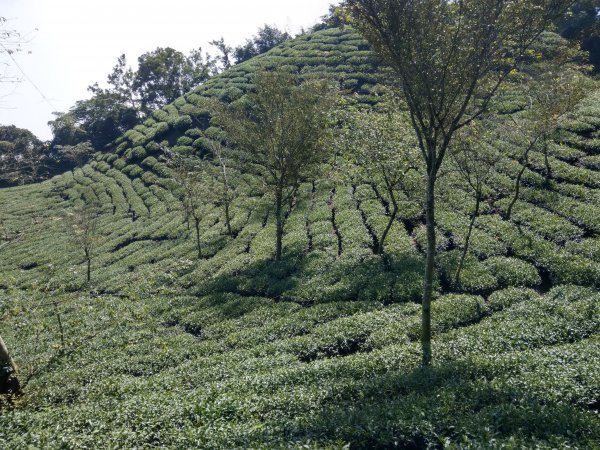 搭阿里山森鐵去登獨立山(小百岳#58)。走大巃頂賞茶園風光 (2020/11/8)1427711