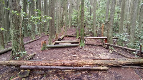 粉紅水晶蘭(長壽山~醜崠山下切出林道24.5k)2186315