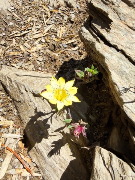 爬不膩的 合歡北峰2907038