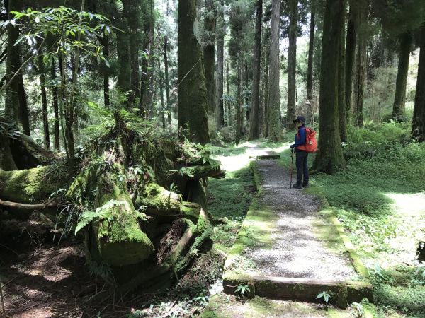 阿里山塔山步道133896