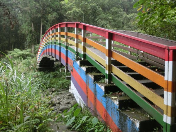溪頭銀杏神木彩虹橋459525