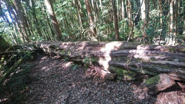 金柑樹山、金柑樹山西北峰、嶺頭山東峰、嶺頭山4山連走1606933