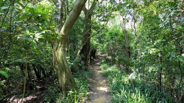 拳山古道,土地公嶺古道,中埔山古道,文山森林公園2578174