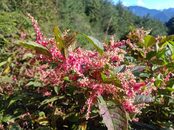 麟趾山附近的花草2620872