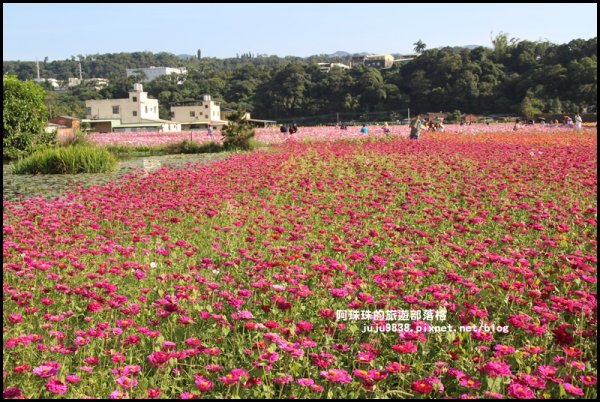 2019桃園花彩節大溪展區繽紛登場734465