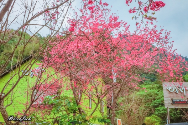 神仙谷瀑布的櫻花260808