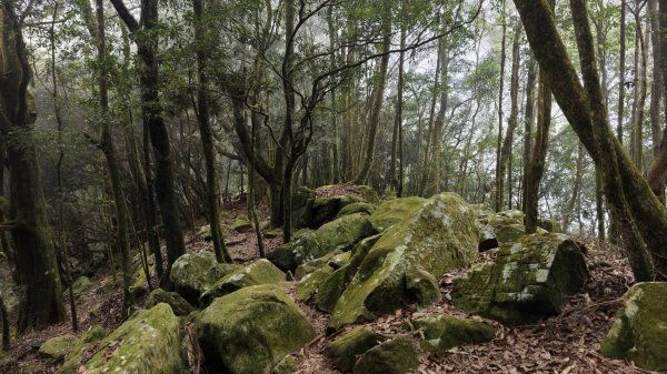 【台灣健行】山河無恙、歷史長歌  - 大雪山林場3136069