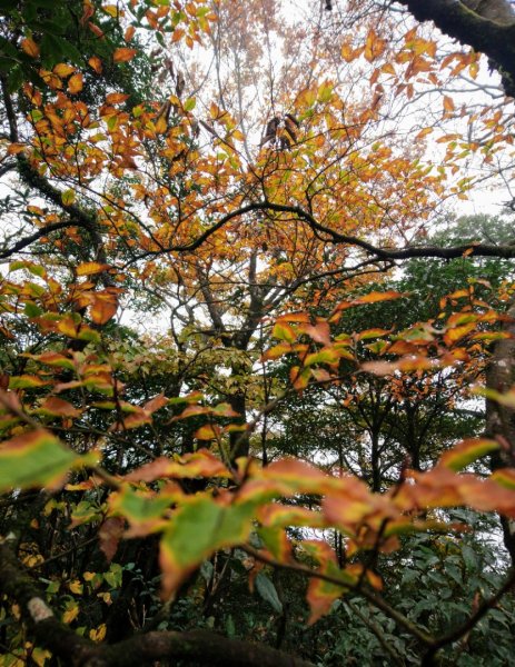 美呆～金黃山毛櫸的饗宴（樂佩、卡保稜線）1155382