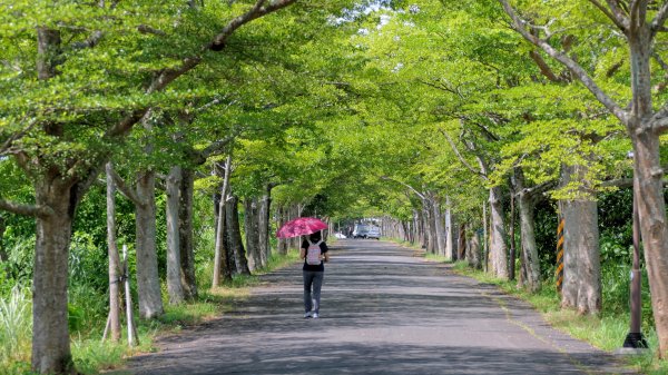 頭城綠色隧道,八角瞭望台2549373