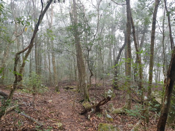 麗陽上屋我尾山2683126