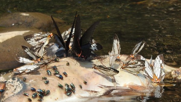 陽明山趴趴走，又到了賞蝶趣的季節 #褐斑毒蛾幼蟲2480554