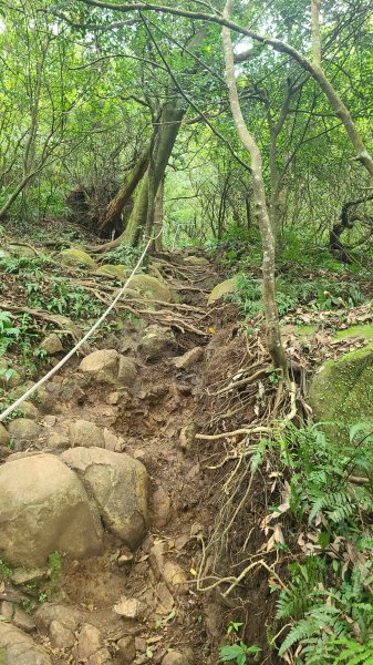 2026-0116 大屯三山_貴子坑_北投2984762