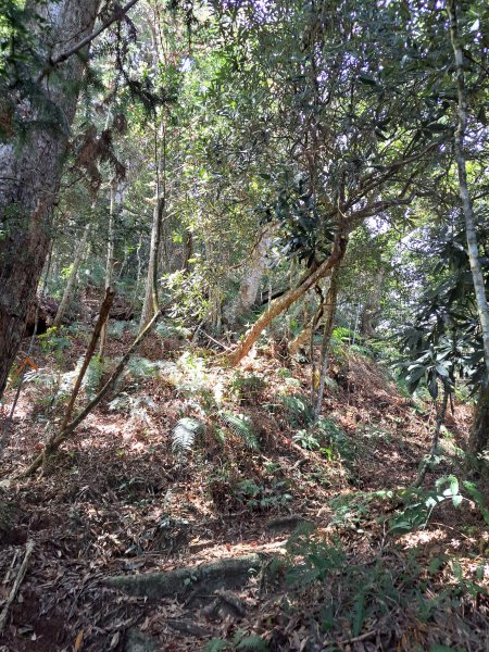 小出山(惠蓀林場上)202304162118299