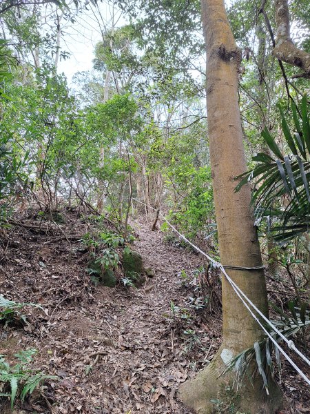 樟之細路RSA45(協雲宮至沖庫山來回)+和興山202501312702855