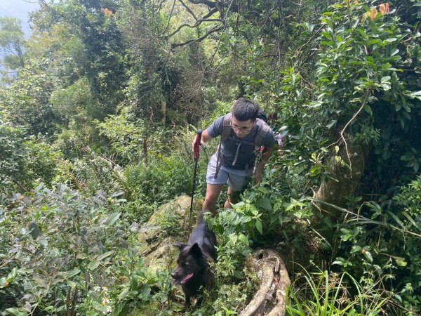 三寶山(烏心石山.鳩州嶺.尖凍山)步道【變成夢魘的大秘寶】2639868
