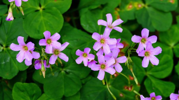 平菁街櫻花2697253