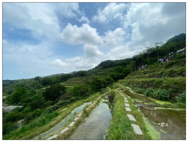 嵩山梯田 ( 新北、石門 )3049997