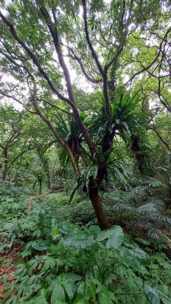 111/07/02陽明山鹿角坑步道、楓林瀑布1753996