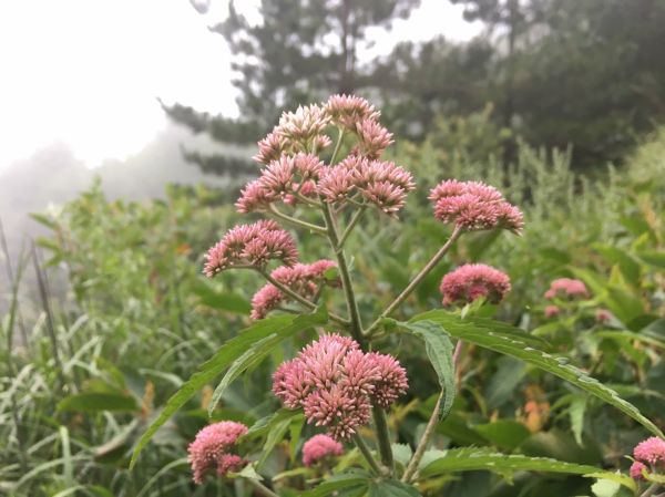 男子漢夢想成真之能高越嶺西段 奇萊南峰 南華山遊記383816