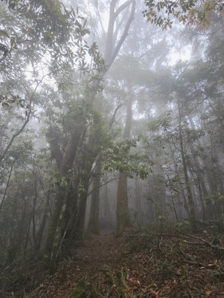 金柑樹山、忘憂森林步道-(南投)臺灣百大必訪步道2789386