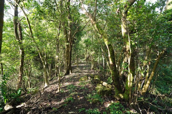 新北 瑞芳 粗坑口尖、碇內尖山、粗坑頭山、龍門山、滴水山2838287