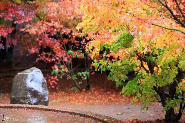 【路線】深秋賞紅葉步道3條 + 亮麗保暖穿搭術