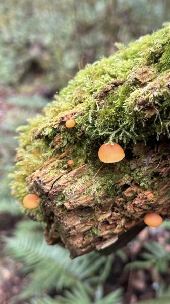 20250913小百岳三星山2885235