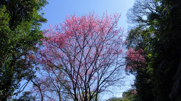 春天的顏色1279643