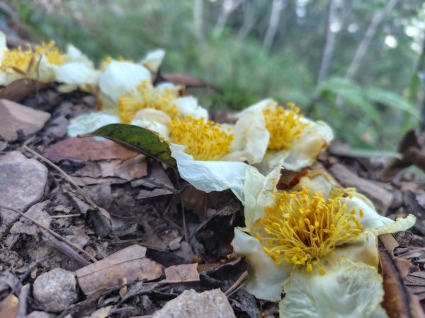 唐麻丹山 蝴蝶谷2918941