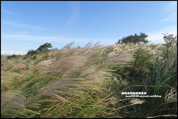 賞芒秘境秀才登山步道1157424