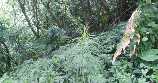 20210508_紅淡山步道1379612