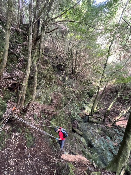 【樂山林道】鐵道遺跡、尤命神木、鹿坑山1650764