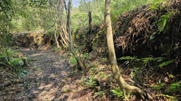 20260323后番仔坑山-內平林山-新路尾山-頂坑山-三貂嶺中心點3023689