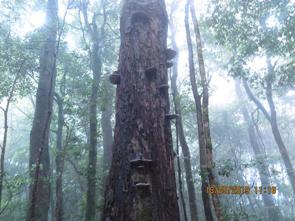 李崠山 馬望僧侶山連走589280