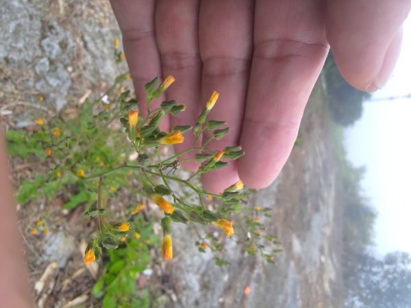 梅山鄉撿山頭2449441