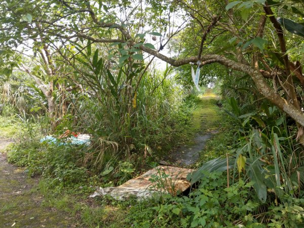 新店小獅山訪11座涼亭縱走待老坑山尋山頭902155