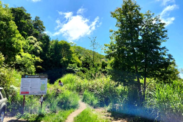 【中級山】是誰，在森林裡施放了魔法與巫術，幽靈草，如此魅惑，魔幻森林塔曼山2743715