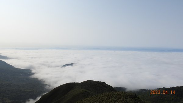 邂逅江湖傳說已久鐘萼木(據說冰河孓遺植物)，再見差強人意的月光/日出雲海2112154