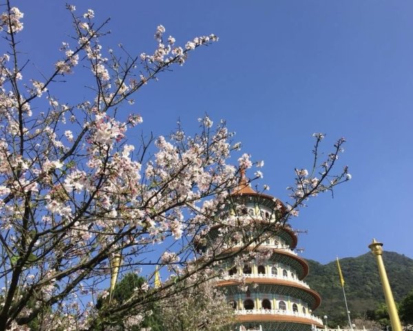 淡水天元宮賞櫻-三芝千手觀音如來2718449